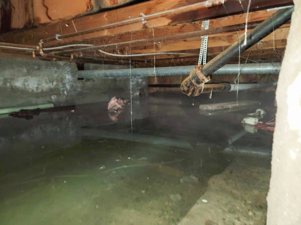 Best Professional water damage repair  in Beardstown, IL